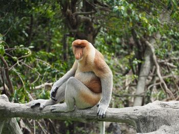 Monkey sitting on branch