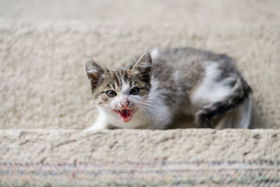 Portrait of kitten