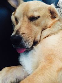 Close-up of dog relaxing