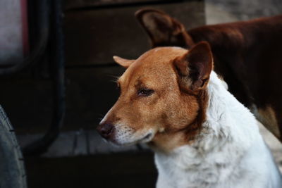 Close-up of dog