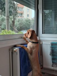 Dog looking through window