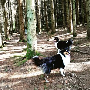 Dog in forest