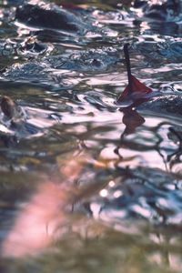 High angle view of leaves floating on lake