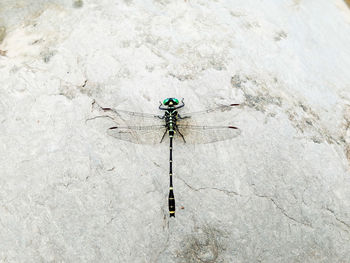 High angle view of dragonfly on rock