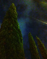 Low angle view of tree in forest against sky