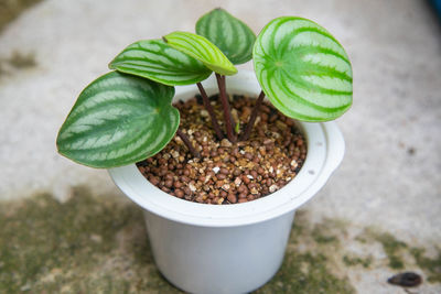 High angle view of small potted plant