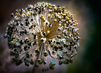 Close-up of flowers blooming outdoors