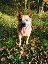 Portrait of dog