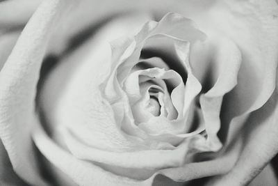 Close-up of rose