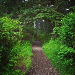 Footpath in forest