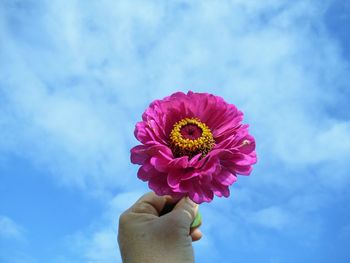 Close-up of hand holding pink flower against blue sky