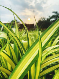 Close-up of crops growing on field against sky