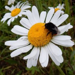 Close-up of bee on daisy