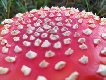 Close-up of water drops on pink petals