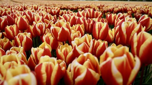 Close-up of red flower