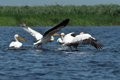 Pelicans in the danube delta