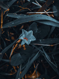 Close-up of white flowering plant