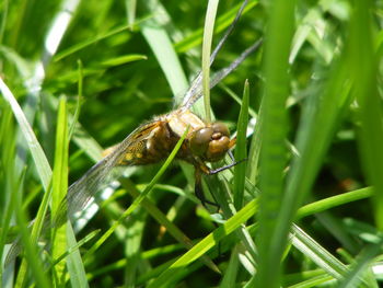 Close-up of insect on plant