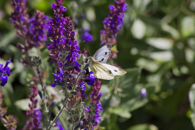 Close-up of butterfly pollinating on purple flowering plant