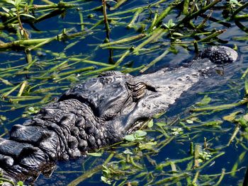 High angle view of crocodile in lake