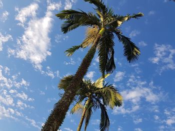 Low angle view of palm tree against blue sky