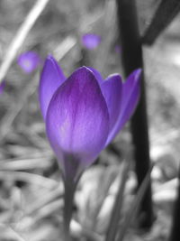 Close-up of purple crocus flower