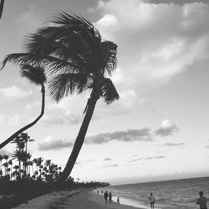 Palm trees on beach against sky