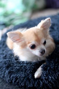 Close-up portrait of dog