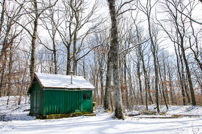 Bare trees on snow covered land