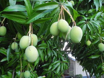 Close-up of fruits growing on plant