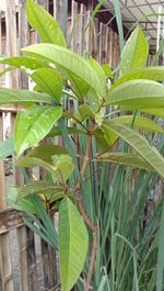 High angle view of green leaves on plant