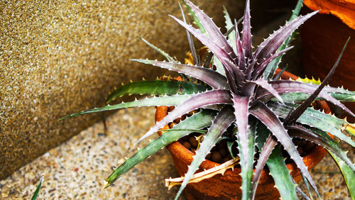 Close-up of succulent plant on field