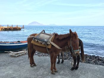 Horses on sea shore against sky