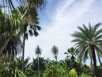 Low angle view of palm trees against sky