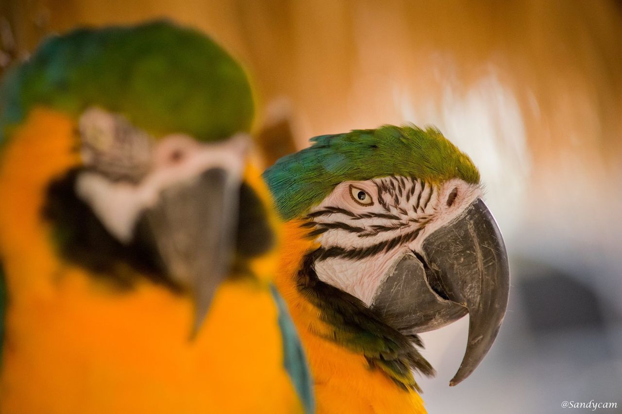 bird, parrot, animal themes, animals in the wild, gold and blue macaw, animal wildlife, no people, close-up, macaw, beak, one animal, day, nature, indoors