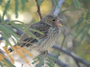Close-up of bird perching on branch