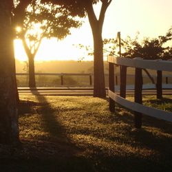 View of trees at sunset