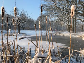 Scenic view of frozen landscape during winter