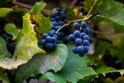 Ripe grape. a bunch of ripe blue grapes in close-up. dry green yellow leaves. harvesting grapes 