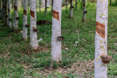 Close-up of tree trunk on field