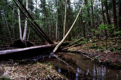 Fallen trees in a forest