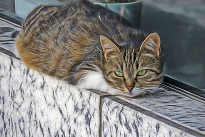 Close-up portrait of a cat