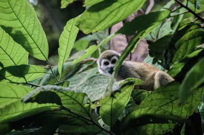 View of monkey in tree