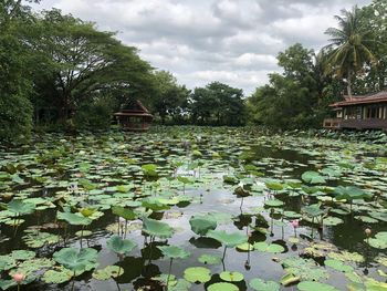 Lotus leaves floating on pond against sky