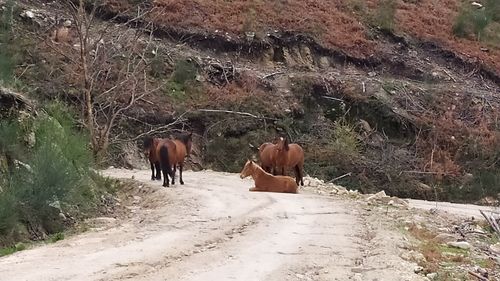 View of horse on ground