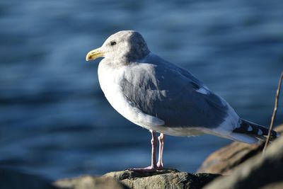 Close-up of seagull perching on rock against sea