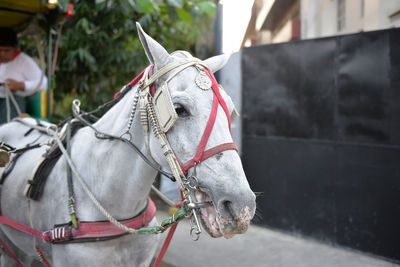 Close-up of horse and cart