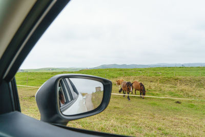 View of horse on field