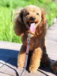 Portrait of dog sticking out tongue