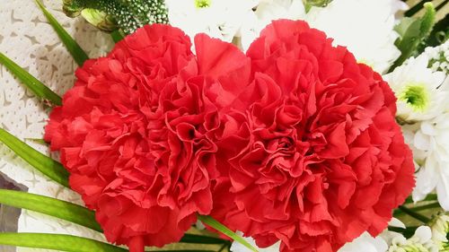 Close-up of red flowers